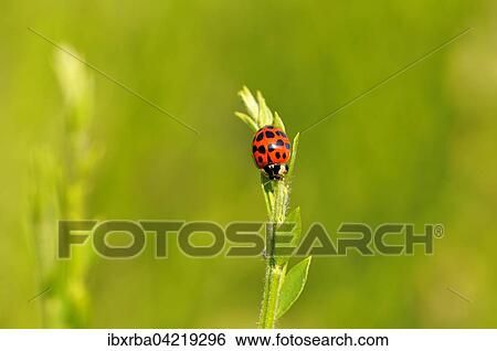 Stock Photograph - Multicolored Asian lady beetle or ladybug (Harmonia axyridis) sitting on a plant, North Rhine-Westphalia, Germany, Europe. Fotosearch