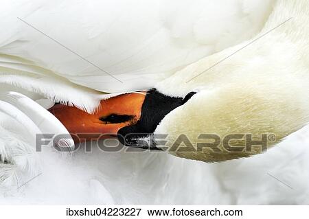 Stock Photo - Mute swan (Cygnus olor), preening, Zug, Switzerland, Europe. Fotosearch