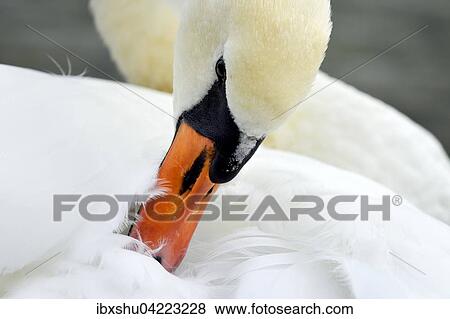 Stock Photo - Mute swan (Cygnus olor), preening, Zug, Switzerland, Europe. Fotosearch