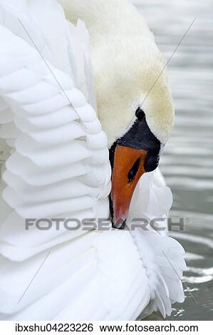 Stock Photograph - Mute swan (Cygnus olor), preening, Zug, Switzerland, Europe. Fotosearch