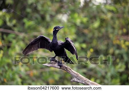 Stock Image - Neotropic Cormorant (Phalacrocorax brasilianus), adult, wings spread out to dry, on a dry branch, Pantanal, Mato Grosso, Brazil, South America. Fotosearch