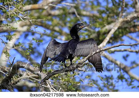 Neotropic Cormorant (Phalacrocorax brasilianus), adult, wings spread out to dry, on a tree, Pantanal, Mato Grosso, Brazil, South America View Large Photo Image Stock Photo - Neotropic Cormorant (Phalacrocorax brasilianus), adult, wings spread out to dry, on a tree, Pantanal, Mato Grosso, Brazil, South America. Fotosearch