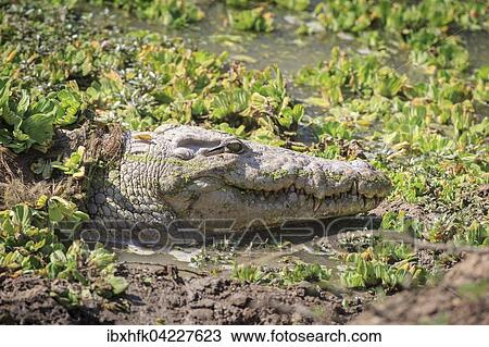 Stock Image - Nile crocodile (Crocodylus niloticus), head in between aquatic plants, South Luangwa National Park, Zambia, Africa. Fotosearch