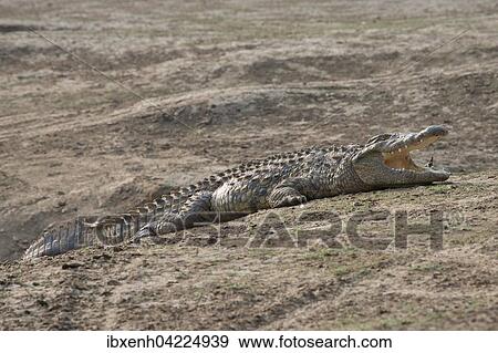 Nile crocodile (Crocodylus niloticus), Okapuka Ranch, District Windhoek, Namibia, Africa View Large Photo Image Stock Photo - Nile crocodile (Crocodylus niloticus), Okapuka Ranch, District Windhoek, Namibia, Africa. Fotosearch