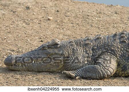 Nile crocodile (Crocodylus niloticus), Okapuka Ranch, District Windhoek, Namibia, Africa View Large Photo Image Stock Photography - Nile crocodile (Crocodylus niloticus), Okapuka Ranch, District Windhoek, Namibia, Africa. Fotosearch