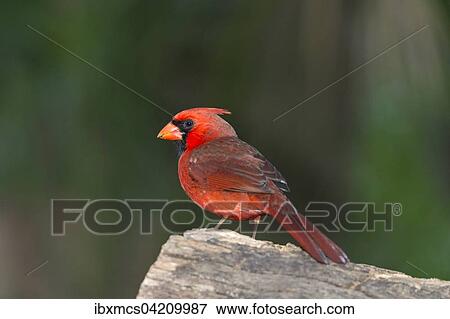 Northern Cardinal (Cardinalis cardinalis), Florida, USA, North America View Large Photo Image Stock Photo - Northern Cardinal (Cardinalis cardinalis), Florida, USA, North America. Fotosearch