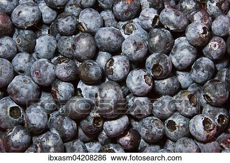 Northern highbush blueberry (Vaccinium corymbosum) View Large Photo Image Stock Photograph - Northern highbush blueberry (Vaccinium corymbosum). Fotosearch