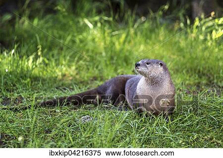 Northern River Otter, North American River Otter (Lontra canadensis), Oregon, USA, North America View Large Photo Image Stock Photography - Northern River Otter, North American River Otter (Lontra canadensis), Oregon, USA, North America. Fotosearch