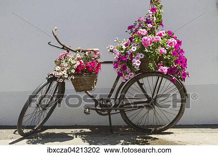Old bicycle decorated with pink flowers View Large Photo Image Stock Image - Old bicycle decorated with pink flowers. Fotosearch