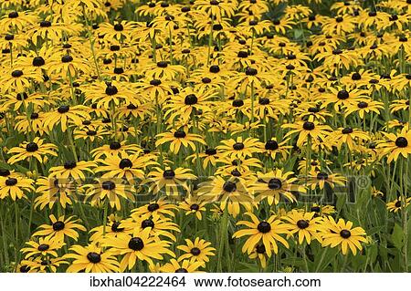 Orange coneflower (Rudbeckia fulgida), Bavaria, Germany, Europe View Large Photo Image Picture - Orange coneflower (Rudbeckia fulgida), Bavaria, Germany, Europe. Fotosearch