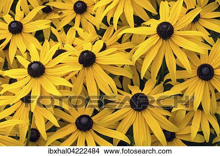 Orange coneflower (Rudbeckia fulgida), Bavaria, Germany, Europe View Large Photo Image Picture - Orange coneflower (Rudbeckia fulgida), Bavaria, Germany, Europe. Fotosearch