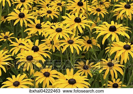 Orange coneflower (Rudbeckia fulgida), Bavaria, Germany, Europe View Large Photo Image Stock Image - Orange coneflower (Rudbeckia fulgida), Bavaria, Germany, Europe. Fotosearch