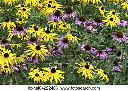 Orange coneflower (Rudbeckia fulgida) and purple coneflower (Echinacea purpurea), Bavaria, Germany, Europe View Large Photo Image Stock Photograph - Orange coneflower (Rudbeckia fulgida) and purple coneflower (Echinacea purpurea), Bavaria, Germany, Europe. Fotosearch