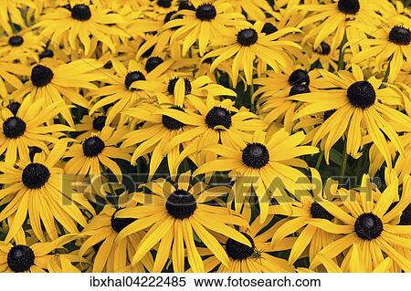 Orange coneflower (Rudbeckia fulgida), Bavaria, Germany, Europe View Large Photo Image Stock Photography - Orange coneflower (Rudbeckia fulgida), Bavaria, Germany, Europe. Fotosearch