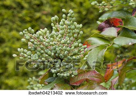 Oregon grape (Mahonia aquifolium) View Large Photo Image Stock Image - Oregon grape (Mahonia aquifolium). Fotosearch