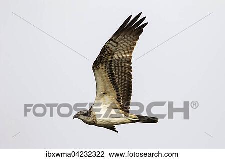 Osprey (Pandion haliaetus) in flight, Hesse, Germany, Europe View Large Photo Image Stock Image - Osprey (Pandion haliaetus) in flight, Hesse, Germany, Europe. Fotosearch