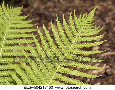 Ostrich fern, fiddlehead ferns or shuttlecock fern (Matteuccia struthiopteris), prevalent in Europe View Large Photo Image Stock Image - Ostrich fern, fiddlehead ferns or shuttlecock fern (Matteuccia struthiopteris), prevalent in Europe. Fotosearch