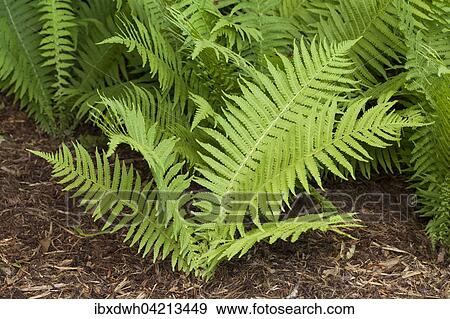 Ostrich fern, fiddlehead ferns or shuttlecock fern (Matteuccia struthiopteris), prevalent in Europe View Large Photo Image Stock Photo - Ostrich fern, fiddlehead ferns or shuttlecock fern (Matteuccia struthiopteris), prevalent in Europe. Fotosearch