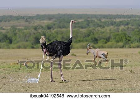 Ostrich (Struthio camelus), discharging excrement, Maasai Mara National Reserve, Narok County, Kenya, Africa View Large Photo Image Stock Photo - Ostrich (Struthio camelus), discharging excrement, Maasai Mara National Reserve, Narok County, Kenya, Africa. Fotosearch