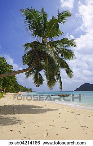 Palm tree on Anse Boudin beach, Praslin Island, Seychelles, Africa View Large Photo Image Stock Photograph - Palm tree on Anse Boudin beach, Praslin Island, Seychelles, Africa. Fotosearch