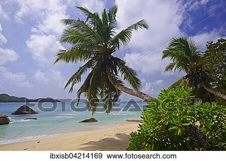 Stock Photo - Palms on Anse Boudin beach, Praslin Island, Seychelles, Africa. Fotosearch