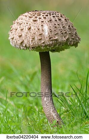 Parasol mushroom (Macrolepiota procera), North Rhine-Westphalia, Germany, Europe View Large Photo Image Picture - Parasol mushroom (Macrolepiota procera), North Rhine-Westphalia, Germany, Europe. Fotosearch