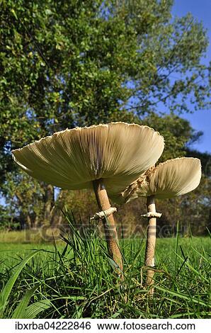 Stock Photograph - Parasol mushroom (Macrolepiota procera), fully grown with cap turned upwards, Usedom Island, Mecklenburg-Western Pomerania, Germany, Europe. Fotosearch