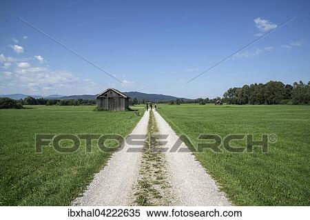 Path through the Benediktbeurer moor, Benediktbeuern, Upper Bavaria, Bavaria, Germany, Europe View Large Photo Image Stock Photography - Path through the Benediktbeurer moor, Benediktbeuern, Upper Bavaria, Bavaria, Germany, Europe. Fotosearch