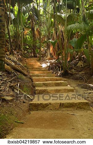 Stock Photo - Path with thick vegetation in the Vallee de Mai National Park, UNESCO World Heritage Site, Praslin Island, Seychelles, Africa. Fotosearch