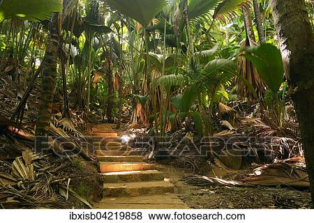 Path with thick vegetation in the Vallee de Mai National Park, UNESCO World Heritage Site, Praslin Island, Seychelles, Africa View Large Photo Image Stock Photo - Path with thick vegetation in the Vallee de Mai National Park, UNESCO World Heritage Site, Praslin Island, Seychelles, Africa. Fotosearch