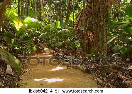 Paths through vegetation in the Vallee de Mai National Park, UNESCO World Heritage Site, Praslin Island, Seychelles, Africa View Large Photo Image Stock Image - Paths through vegetation in the Vallee de Mai National Park, UNESCO World Heritage Site, Praslin Island, Seychelles, Africa. Fotosearch