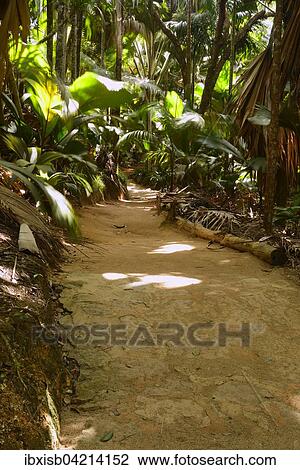 Paths through vegetation in the Vallee de Mai National Park, UNESCO World Heritage Site, Praslin Island, Seychelles, Africa View Large Photo Image Stock Image - Paths through vegetation in the Vallee de Mai National Park, UNESCO World Heritage Site, Praslin Island, Seychelles, Africa. Fotosearch