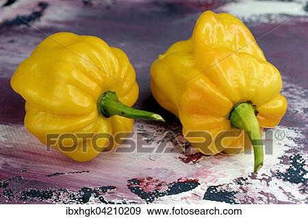 Stock Photo - Pepper, yellow lantern chili (Capsicum chinense). Fotosearch