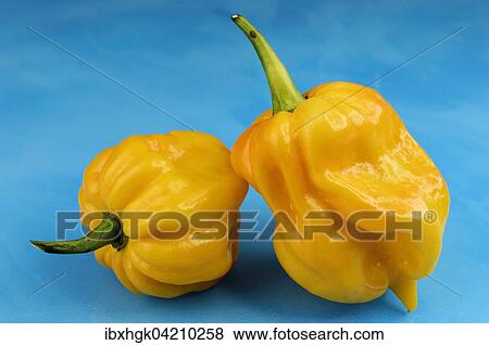 Stock Photo - Pepper, yellow lantern chili (Capsicum chinense). Fotosearch