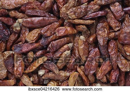 Pequin pepper, Chilltepin (Capsicum annuum 'Pequin'), wild-growing chili View Large Photo Image Stock Photograph - Pequin pepper, Chilltepin (Capsicum annuum 'Pequin'), wild-growing chili. Fotosearch