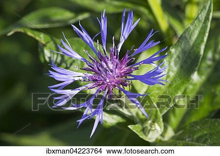 Perennial cornflower (Centaurea montana), Chiemgau Alps, Upper Bavaria, Bavaria, Germany, Europe View Large Photo Image Picture - Perennial cornflower (Centaurea montana), Chiemgau Alps, Upper Bavaria, Bavaria, Germany, Europe. Fotosearch