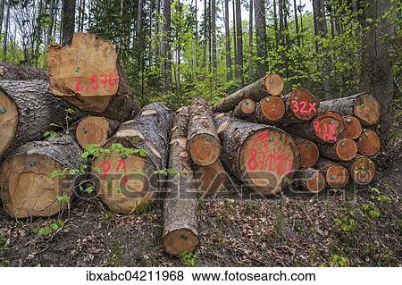 Pile of tree trunks, spray painted with markings, Bad Schwalbach, Hesse, Germany, Europe View Large Photo Image Stock Photo - Pile of tree trunks, spray painted with markings, Bad Schwalbach, Hesse, Germany, Europe. Fotosearch