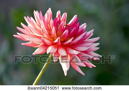 Stock Image - Pink dahlia (Dahlia). Fotosearch