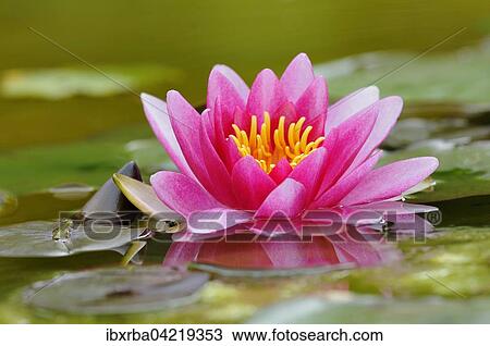 Pink water lily (Nymphaea), Germany, Europe View Large Photo Image Stock Image - Pink water lily (Nymphaea), Germany, Europe. Fotosearch
