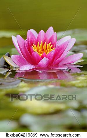 Pink water lily (Nymphaea), Germany, Europe View Large Photo Image Stock Photo - Pink water lily (Nymphaea), Germany, Europe. Fotosearch