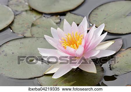 Pink-white water lily (Nymphaea), Germany, Europe View Large Photo Image Stock Photography - Pink-white water lily (Nymphaea), Germany, Europe. Fotosearch