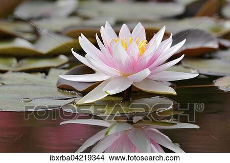 Pink-white water lily (Nymphaea), with reflection in the lake, Germany, Europe View Large Photo Image Picture - Pink-white water lily (Nymphaea), with reflection in the lake, Germany, Europe. Fotosearch