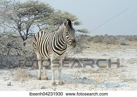 Plains zebra (Equus burchelli), Etosha National Park, Namibia, Africa View Large Photo Image Stock Image - Plains zebra (Equus burchelli), Etosha National Park, Namibia, Africa. Fotosearch