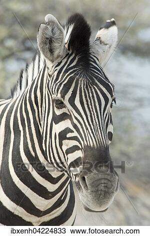 Plains zebra (Equus burchelli), portrait, Etosha National Park, Namibia, Africa View Large Photo Image Stock Image - Plains zebra (Equus burchelli), portrait, Etosha National Park, Namibia, Africa. Fotosearch