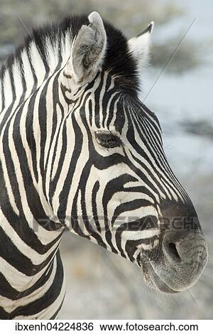 Plains zebra (Equus burchelli), portrait, Etosha National Park, Namibia, Africa View Large Photo Image Stock Photograph - Plains zebra (Equus burchelli), portrait, Etosha National Park, Namibia, Africa. Fotosearch