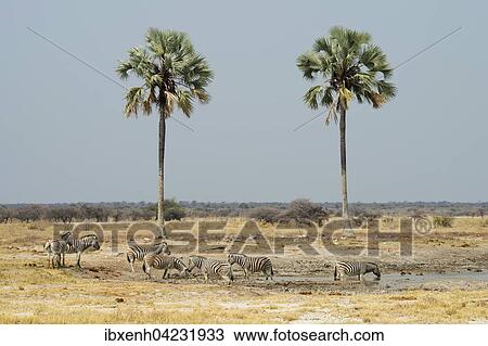 Plains zebras (Equus burchelli) at a waterhole, Etosha National Park, Namibia, Africa View Large Photo Image Stock Image - Plains zebras (Equus burchelli) at a waterhole, Etosha National Park, Namibia, Africa. Fotosearch
