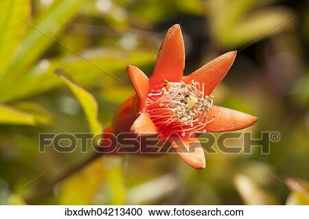 Pomegranate (Punica granatum) flower View Large Photo Image Stock Image - Pomegranate (Punica granatum) flower. Fotosearch