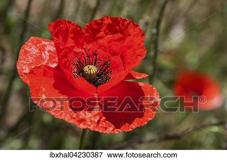 Poppy (Papaver rhoeas) flower, Gran Canaria, Canary Islands, Spain, Europe View Large Photo Image Stock Photo - Poppy (Papaver rhoeas) flower, Gran Canaria, Canary Islands, Spain, Europe. Fotosearch