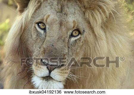 Portrait of a male lion (Panthera leo) in the early morning light, Maasai Mara National Reserve, Narok County, Kenya, Africa View Large Photo Image Stock Photograph - Portrait of a male lion (Panthera leo) in the early morning light, Maasai Mara National Reserve, Narok County, Kenya, Africa. Fotosearch
