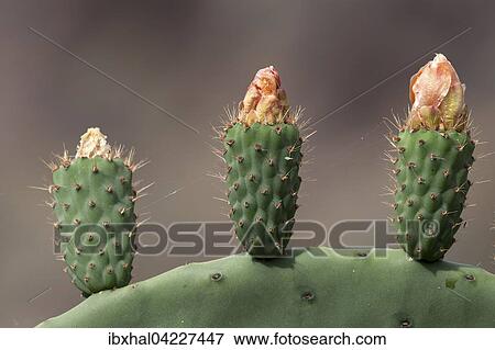 Prickly pear cactus (Opuntia ficus-indica), Opuntia, prickly pear with fruit growing, Gran Canaria, Kanaische Islands, Spain, Europe View Large Photo Image Stock Photo - Prickly pear cactus (Opuntia ficus-indica), Opuntia, prickly pear with fruit growing, Gran Canaria, Kanaische Islands, Spain, Europe. Fotosearch